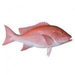 Northern Red Snapper